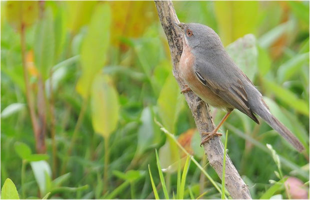 WEISSBARTGRASMÜCKE, SUBALPINE WARBLER, SYLVIA CANTILLANS