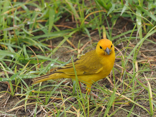SAFRANAMMER, SAFFRON FINCH - SICALIS FLAVEOLA