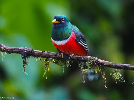 MASKENTROGON, MASKED TROGON - TROGON PERSONATUS