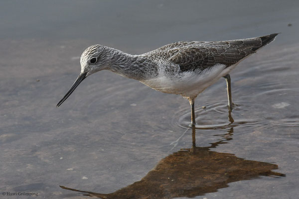 GRÜNSCHENKEL, GREENSHANK, TRINGA NEBULARIA