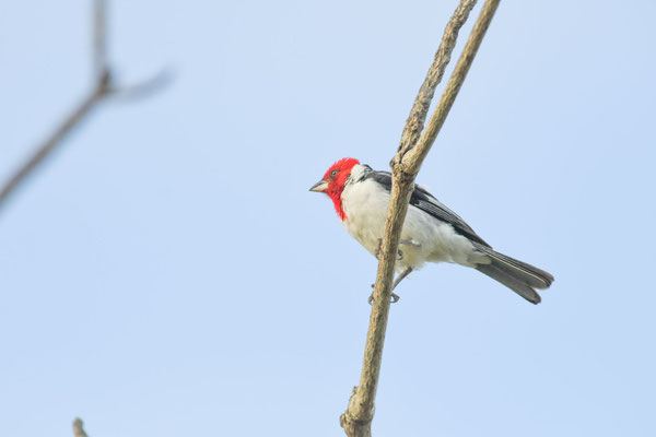 Dominikanerkardinal, Red-capped Cardinal - Paroaria gularis