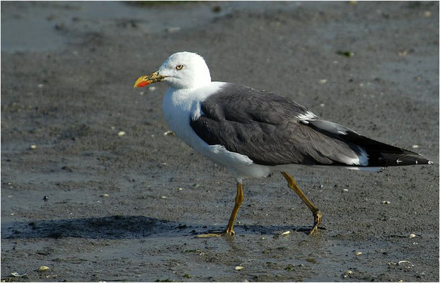 HERINGSMÖWE, LESSER BLACK-BACKED GULL, LARUS FUSCUS