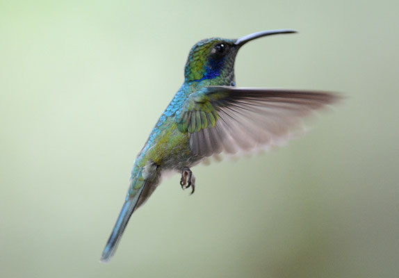 KLEINER VEILCHENOHRKOLIBRI, GREEN VIOLET-EAR, COLIBRI THALASSINUS