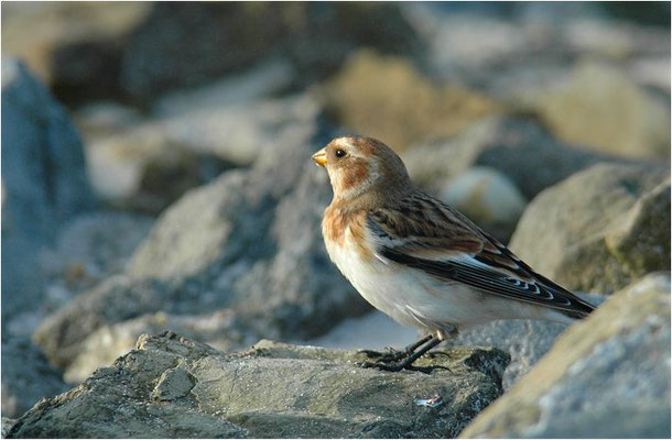 SCHNEEAMMER, SNOW BUNTING, PLECTROPHENAX NIVALIS