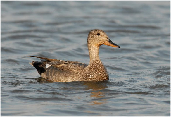 SCHNATTERENTE, GADWALL, ANAS STREPERA