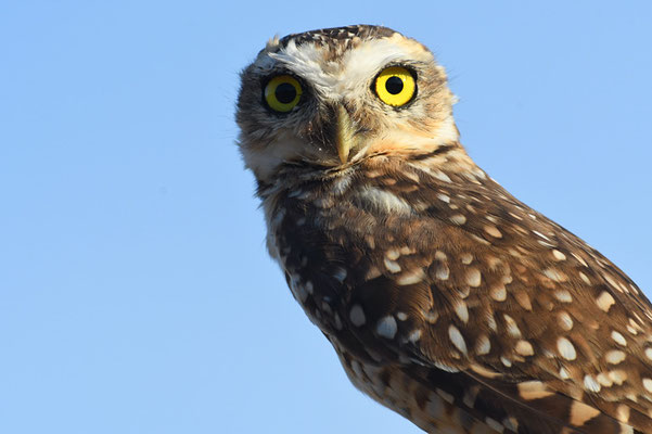 KANINCHENKAUZ, BURROWING OWL, ATHENE CUNICULARIA