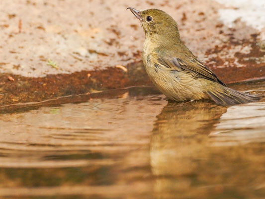 Rostbauch-Hakenschnabel, Rusty Flowerpiercer - Diglossa sittoides