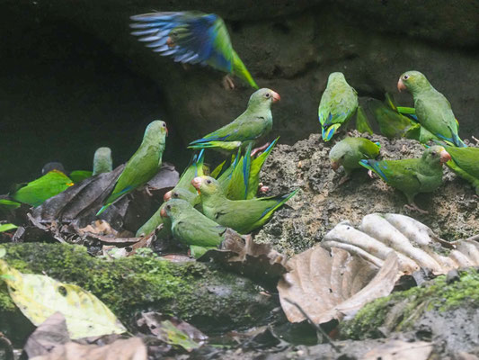 Kobaltflügelsittich, Cobalt-winged Parakeet - Brotogeris cyanoptera
