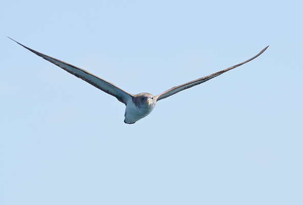 SEPIASTURMTAUCHER, CORY´S SHEARWATER, CALONECTRIS DIOMEDEA
