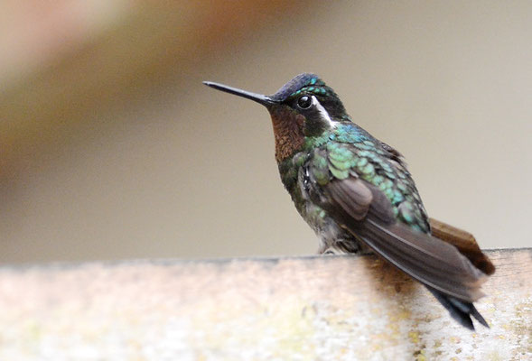 PURPURKEHLNYMPHE, PURPLE-THROATED MOUNTAIN-GEM, LAMPORNIS CALOLAEMUS