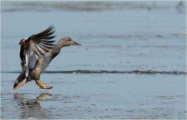 SCHNATTERENTE, GADWALL, ANAS STREPERA