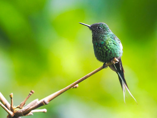 GRÜNE FADENELFE, GREEN THORNTAIL - DISCOSURA CONVERSII