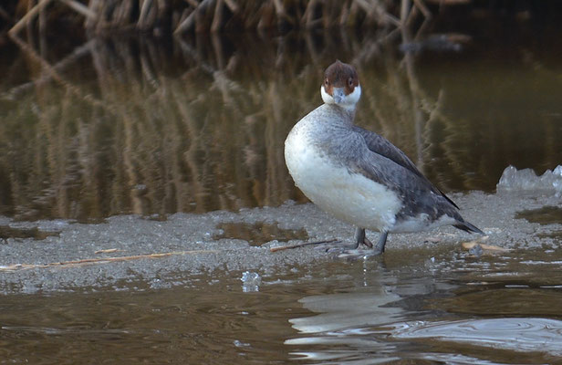 ZWERGSÄGER, SMEW, MERGELLUS ALBELLUS