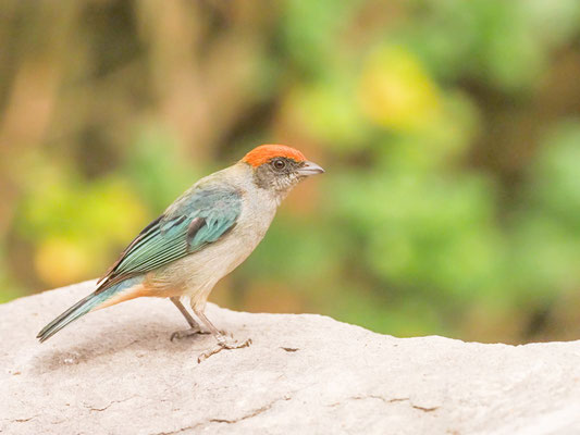 Rotscheiteltangare, Scrub Tanager - Tangara vitriolina
