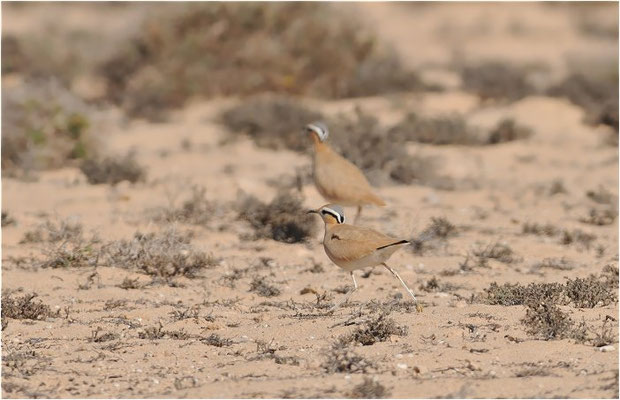 RENNVOGEL, CREAM-COLOURED COURSER, CURSORIUS CURSOR