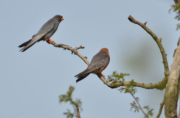 ROTFUSSFALKE, RED-FOOTED FALCON, FALCO VESPERTINUS