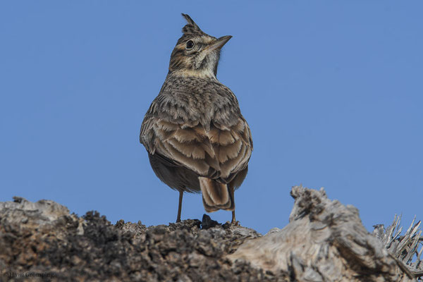 HAUBENLERCHE, CRESTED LARK, GALERIDA CRISTATA
