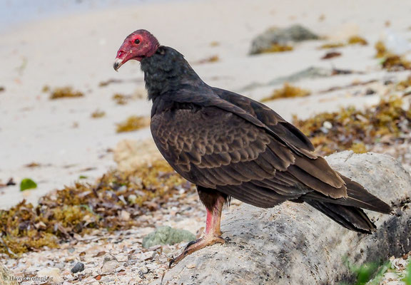TRUTHAHNGEIER, TURKEY VULTURE, CATHARTES AURA