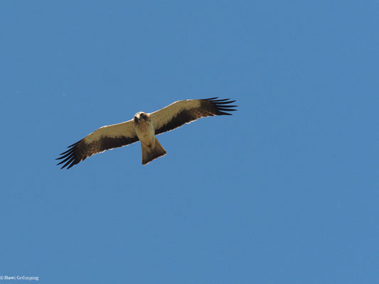 ZWERGADLER, BOOTED EAGLE, AQUILA PENNATA