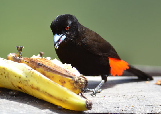 FEUERRÜCKENTANGARE, PASSERINI´S TANAGER, RAMPHOCELUS PASSERINII