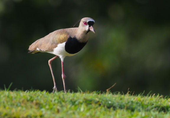 BRONZEKIEBITZ, SOUTHERN LAPWING, VANELLUS CHILENSIS