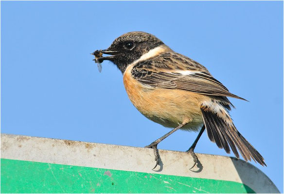 SCHWARZKEHLCHEN, STONECHAT, SAXICOLA TORQUATUS
