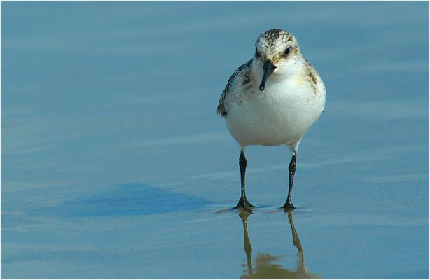 SANDERLING, SANDERLING, CALIDRIS ALBA