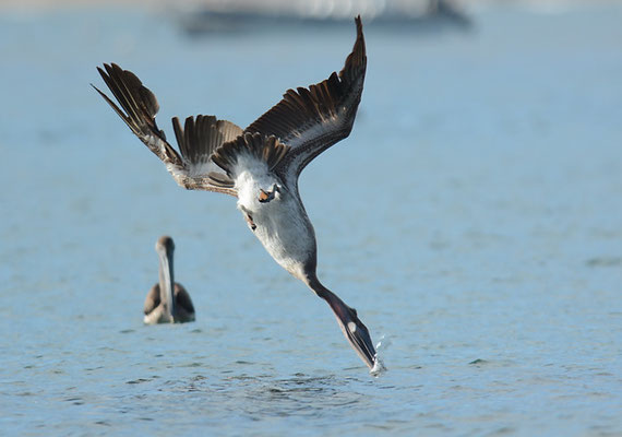 BRAUNER PELIKAN, BROWN PELICAN, PELECANUS OCCIDENTALIS