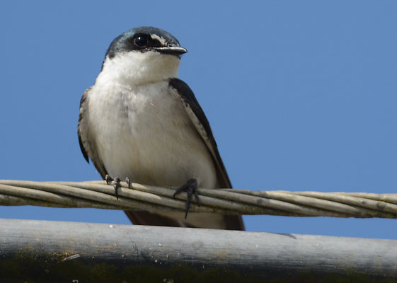 MANGROVENSCHWALBE, MANGROVE SWALLOW, TACHYCINETA ALBILINEA