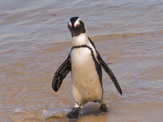 Kappinguin, african penguin, pespheniscus demersus
