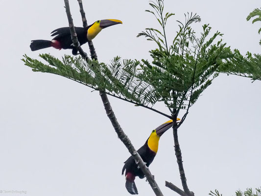 Goldkehltukan, Yellow-throated Toucan - Ramphastos ambiguus
