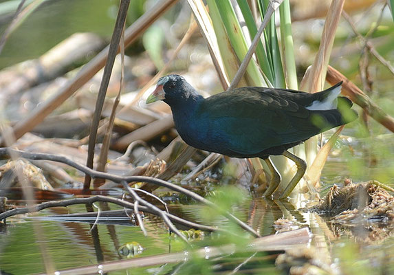 ZWERGSULTANSHUHN, PUROLE GALLINULE, PORPHYRIO MARTINICA