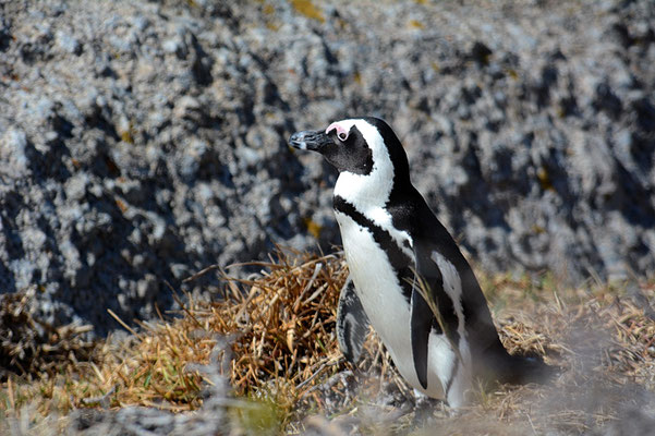 KAPPINGUIN, AFRICAN PENGUIN, PESPHENISCUS DEMERSUS