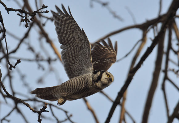 SPERBEREULE, HAWK OWL, SURNIA ULULA