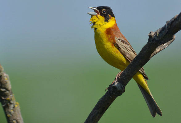 KAPPENAMMER, BLACK-HEADED BUNTING, EMBERIZA MELANOCEPHALA