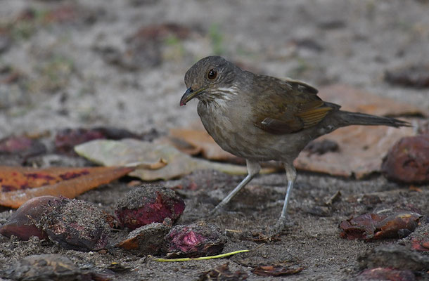 FAHLBRUSTDROSSEL, PALE-BREASTED TRUSH, TURDUS LEUCOMELAS