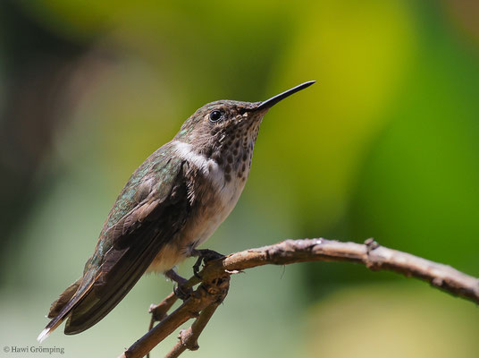 VULKANELFE, VULCANO HUMMINGBIRD, SELASPHORUS FLAMMULA