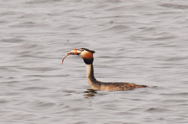 HAUBENTAUCHER, GREAT CRESTET GREBE, PODICEPS ERISTATUS