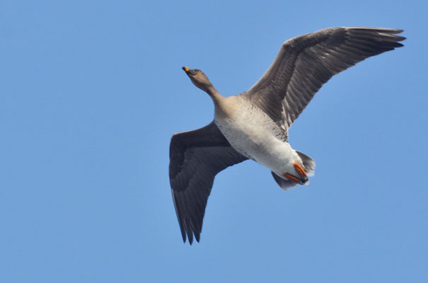 SAATGANS, BEAN GOOSE, ANSER FABALIS