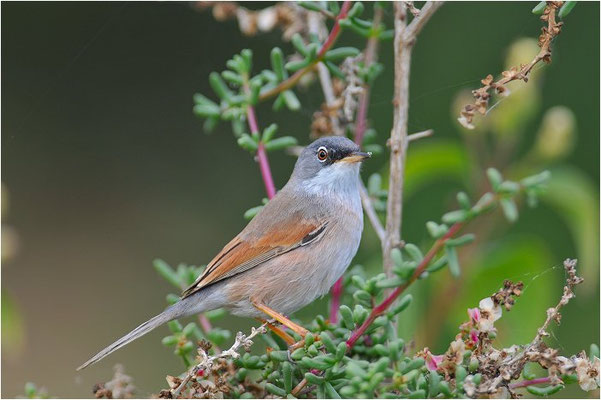 BRILLENGRASMÜCKE, SPECTACELED WARBLER, SILVIA CONSPICILLATA