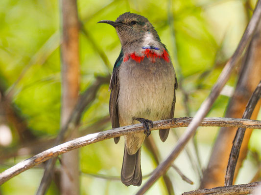 BLAUBANDNEKTARVOGEL, SOUTHERN DOUBLE-COLLARED SUNBIRD, CINNYRIS CHALYBEUS