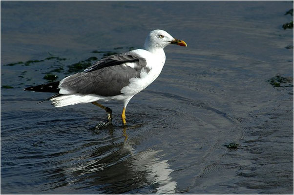 HERINGSMÖWE, LESSER BLACK-BACKED GULL, LARUS FUSCUS