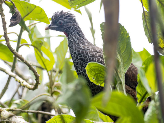 ANDEN-GUAN, ANDEAN GUAN - PENELOPE MONTAGNII