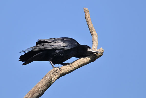 SAATKRÄHE, ROOK, CORVUS FRUGILEGUS