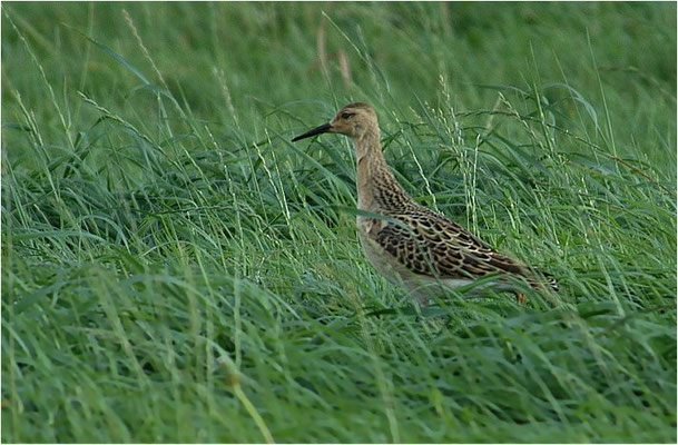 KAMPFLÄUFER, RUFF, PHILOMACHUS PUGNAX