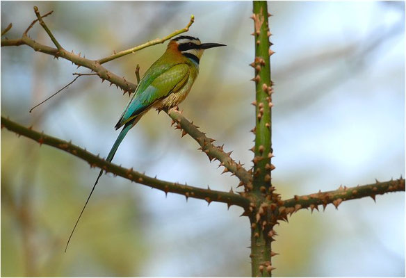 WEISSKEHLSPINT, WHITE-THROATED BEE-EATER, MEROPS ALBICOLLIS