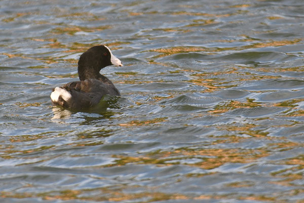 KARIBENBLÄSSRALLE, CARIBBEAN COOT, FULICA CARIBAEA