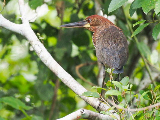 Marmorreiher, Rufescent Tiger-Heron - Tigrisoma lineatum