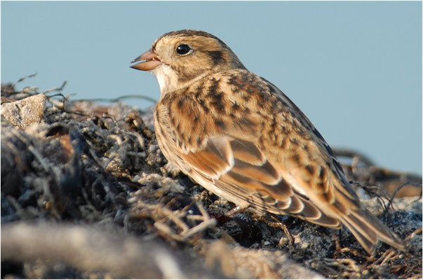 SPORNAMMER, LAPLAND BUNTING, CALCARIUS LAPPONICUS
