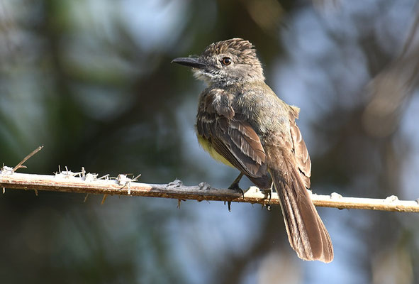 KURZSCHOPFTYRANN, SHORT-CRESTED FLYCATCHER, MYIARCHUS FEROX